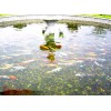 盐城市户外鱼池水生物过滤系统安装