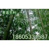 淄博麦蓝农科销售优质6公分行道树美国竹柳