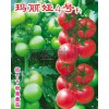进口/抗病毒/高产番茄种子—寿光万盛种业