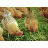 福州土鸡供应公司 福州家禽供应公司 福州优质土鸡供应