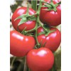 迪诺六号红果番茄种苗