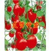 小番茄种子-红霞
