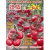绿兴-抗TY病毒番茄种子
