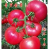 抗TY番茄种子 旱黄瓜种子 尖椒种子 进口苦瓜种子 绿兴种苗