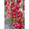 樱桃番茄种子 抗病毒番茄种子 小番茄种子 西红柿种子寿光友贤