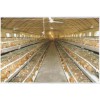 内地目前最好的青年鸡产于红十字禽业 最专业的蛋鸡青年鸡代养