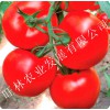 星火番茄种苗