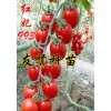西红柿种子-红妃995