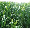 北京牧草种子公司 墨西哥类玉米种子 草优12正宗品种