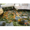 苏州市庭院鱼池生物净化工程。甲天下最专业！