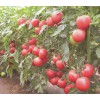 新品西红柿种苗 西红柿新品种苗 优质西红柿苗 寿光西红柿苗