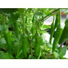 最好的尖椒种子 蔬菜种子 旱黄瓜种子 首选寿光绿兴种业