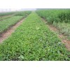 青州草花供应商【华欣苗木】