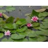 山东睡莲供应商