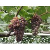 葡萄新品种苗价格，葡萄新品种苗供应，寿光正大园艺专业合作社