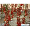 西红柿苗种类，西红柿苗价格，最好的西红柿苗，寿光仁和西红柿苗