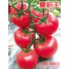 小西红柿种子|西红柿种子价格|西红柿种子厂家就找上海乾德种业