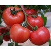 优质西红柿种苗