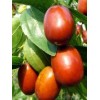 优质枣树苗供应 工程龙柏苗培育 拉松六号草莓 樱桃矮化原生苗