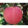 苹果树苗 优质苹果树苗 首选安阳豫北果树苗木基地