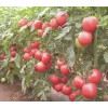 西红柿种苗,西红柿种苗批发,优质西红柿种苗,寿光农科种苗