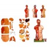人体模型-人体解剖模型-人体标本模型-医学模型人体解剖模型