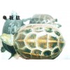 瑞邦龟板钛-湖北武汉龟板钛厂家报价咨询13677204008