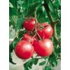 西红柿种苗新品种
