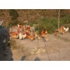 福州土鸡市场价格如何 土鸡种蛋批发 养土鸡技术培训