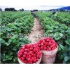泰安【四季红草莓苗】价格大优惠