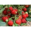 泰安【四季红草莓苗】价格公道，是你的选择