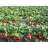 【水果皇后】泰安全明星草莓苗，价格优惠