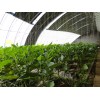 蔬菜采摘园工程建设 温室大棚配件 北方温室大棚建设