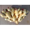 “益农”牌生姜种子 抗姜瘟 高产量 免费提供最科学的种植经验