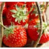 红颜草莓苗供应 求购草莓苗找泰安杨德健