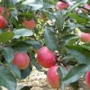 苹果新品种苗——太平洋嘎拉