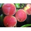 山东桃树苗，最好的桃树苗，桃树苗什么品种好，寿光正大园艺
