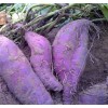 专供：【青岛】紫薯/山东紫薯/紫薯供应/紫薯价格