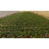 山东优质红颜草莓苗专业培育基地，泰安兴恒