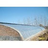 鑫和温室专业建造日光花棚，样式新颖，质量保证