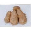 首选：【山东】优质红薯专业种植基地，新泰建鑫