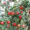 苹果新品种苗，什么苹果树苗品种好，寿光正大园艺专业合作社