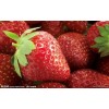 今年草莓苗行情，泰安草莓苗基地【甜茶理草莓苗价格】