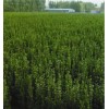 北海道黄杨最大种植基地,北海道黄杨销售商,北海道黄杨绿篱苗
