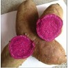 厂家精选：泰安紫薯—【济黑】地瓜种/种苗专供厂家，看苗定价