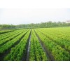小龙柏绿篱苗13608963918