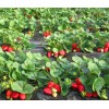 关经理特价批发红颜草莓苗基地、价格便宜