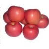 【正宗】山西苹果苗 红富士苹果苗 m26矮化苹果苗直销
