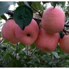 【正宗】吉林苹果苗 红富士苹果苗 烟台大型果树育苗基地直销