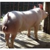 山东种猪供应商 青州杜洛克公猪 山东大白种猪